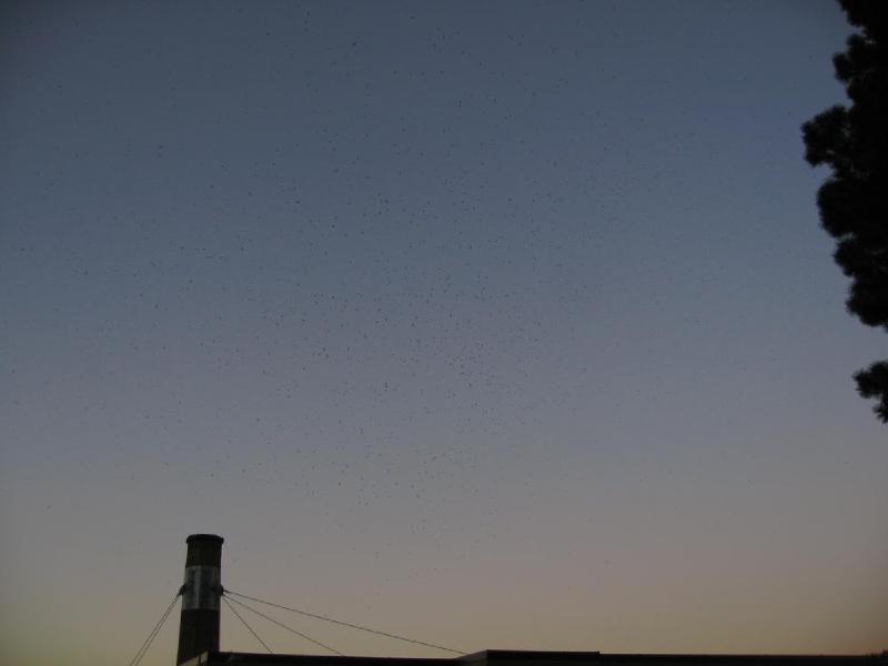 gallery/swifts_039.jpg