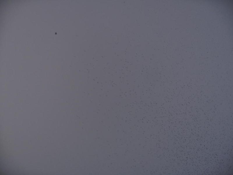 gallery/swifts_044.jpg