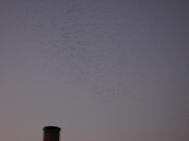 gallery/swifts_052.jpg