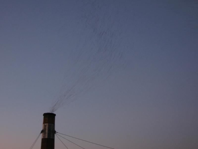 gallery/swifts_057.jpg