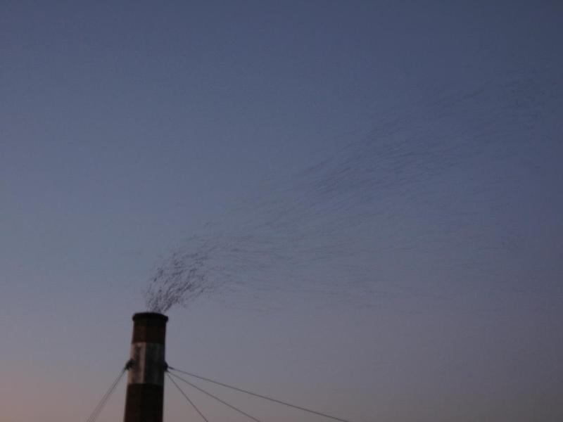gallery/swifts_067.jpg