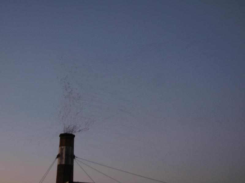 gallery/swifts_069.jpg