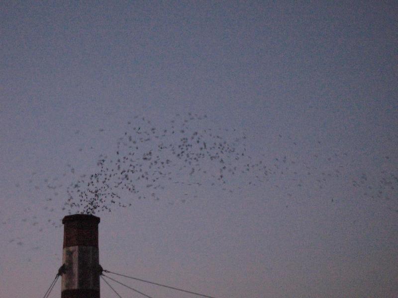 gallery/swifts_081.jpg