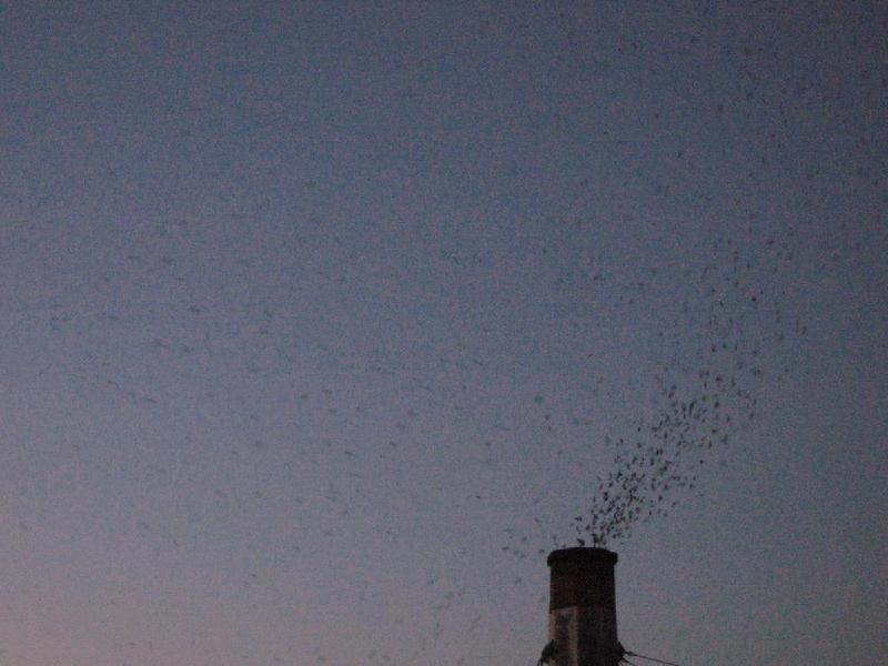 gallery/swifts_092.jpg
