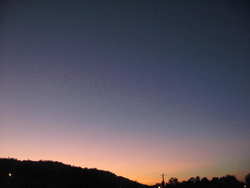 gallery/swifts_101.jpg