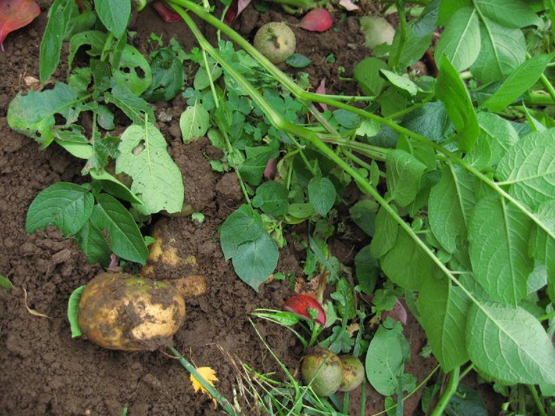 gallery/potato_02.jpg