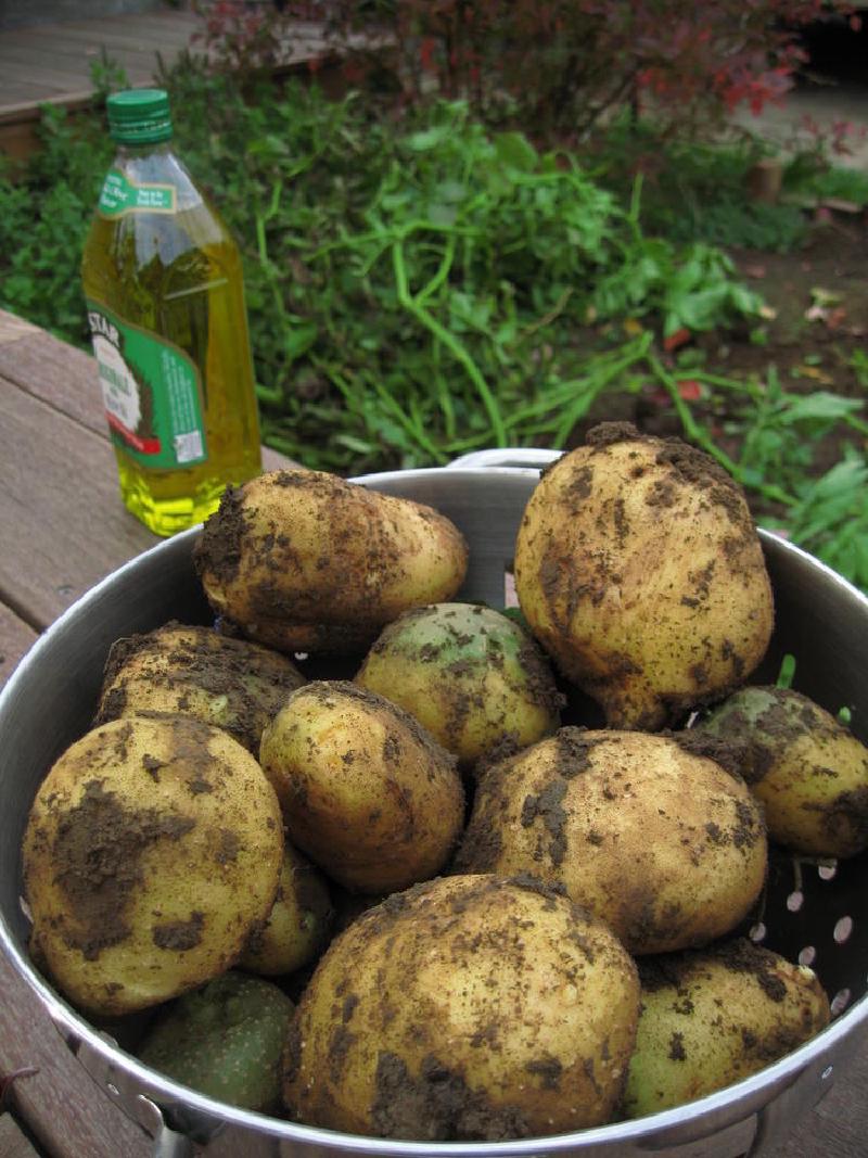 gallery/potato_03.jpg
