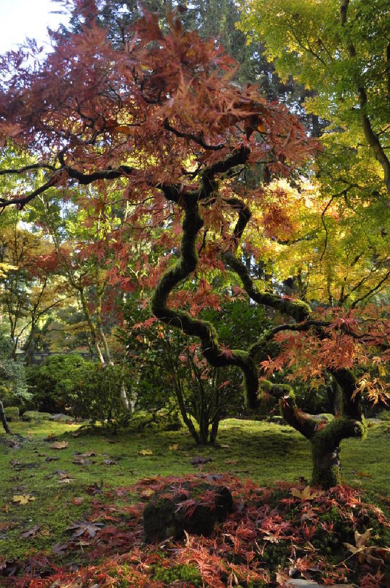 gallery/japaneseGarden_07.jpg