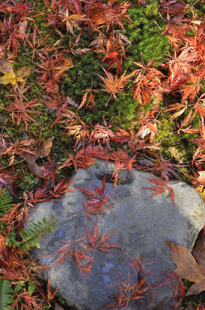 gallery/japaneseGarden_08.jpg