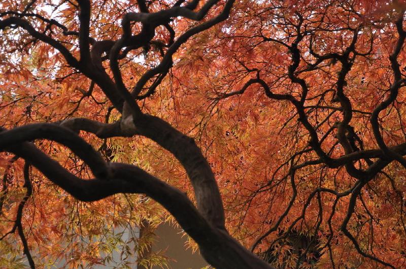 gallery/japaneseGarden_47.jpg