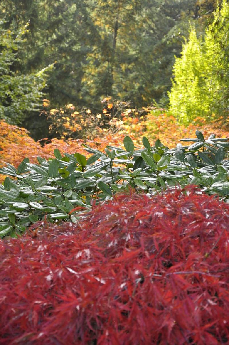 gallery/japaneseGarden_55.jpg