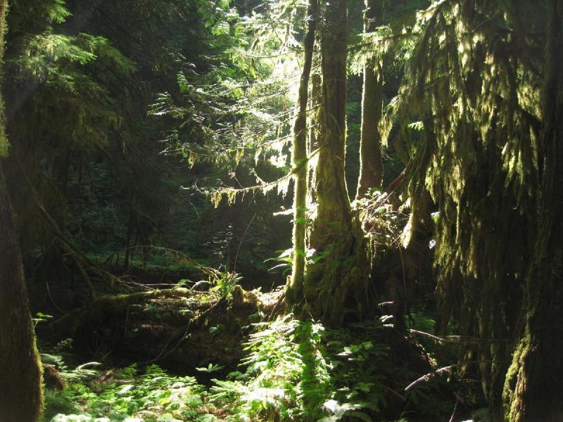 gallery/lewisRiver_0029.jpg