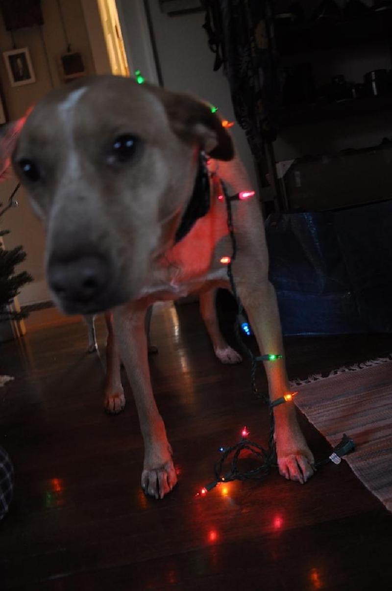 gallery/xmasTree_010.jpg
