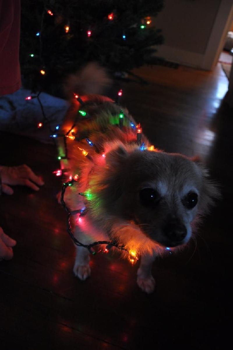 gallery/xmasTree_022.jpg