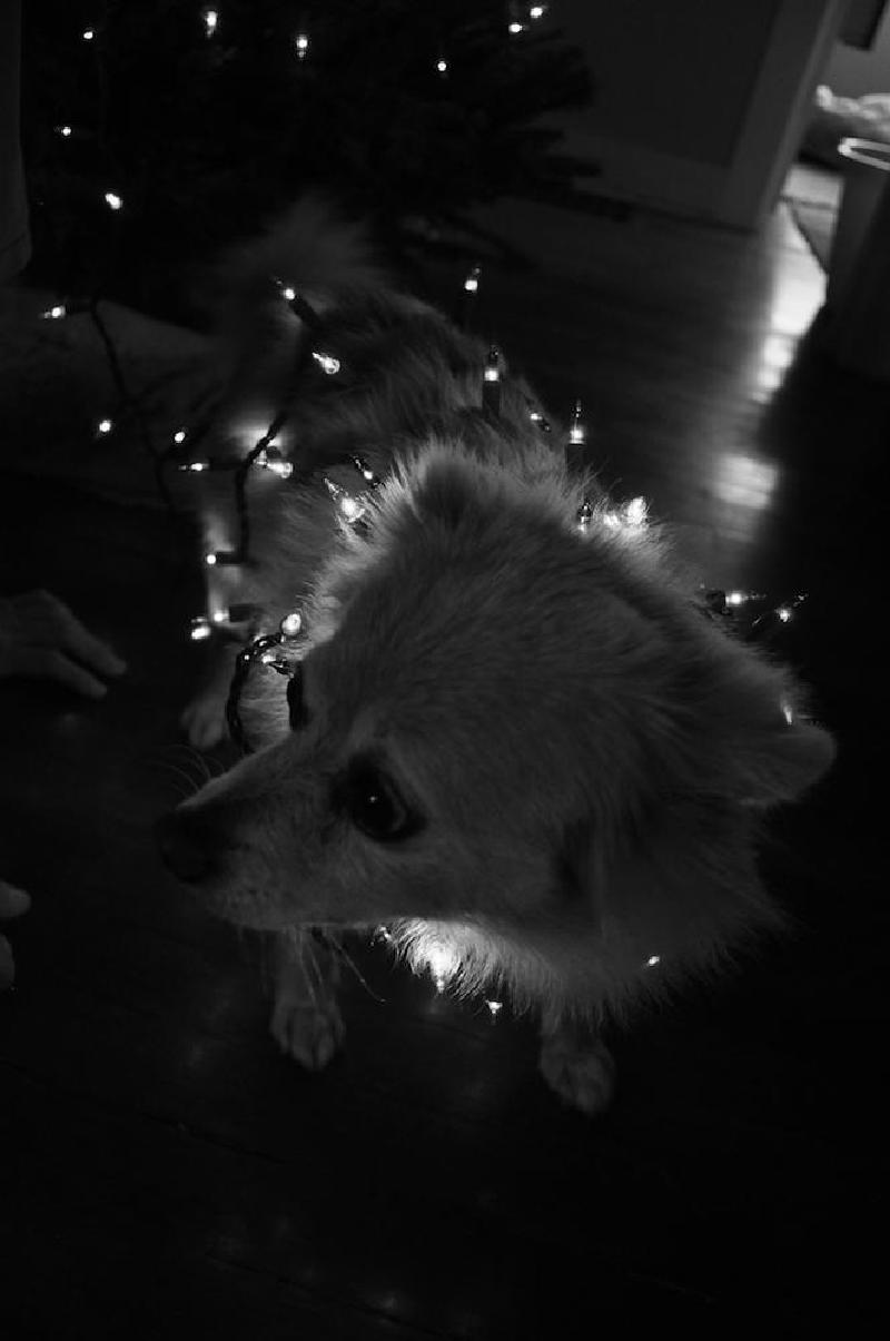 gallery/xmasTree_025.jpg