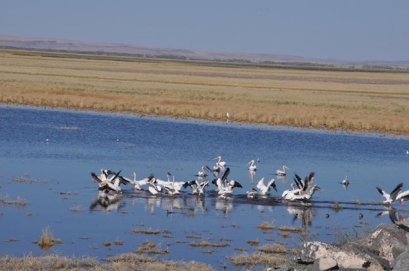 gallery/malheur_014.jpg