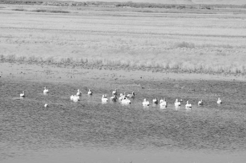 gallery/malheur_021.jpg