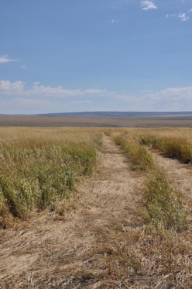 gallery/malheur_068.jpg