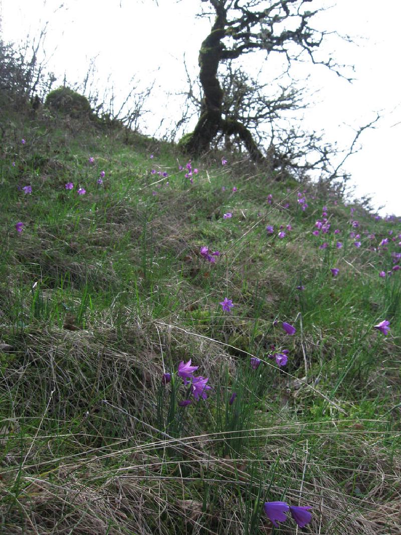 gallery/munraPoint_25.jpg