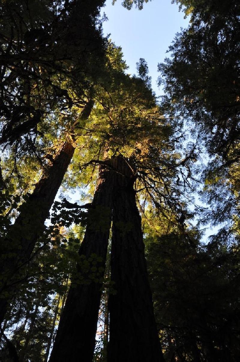 gallery/treeCamping_004.jpg