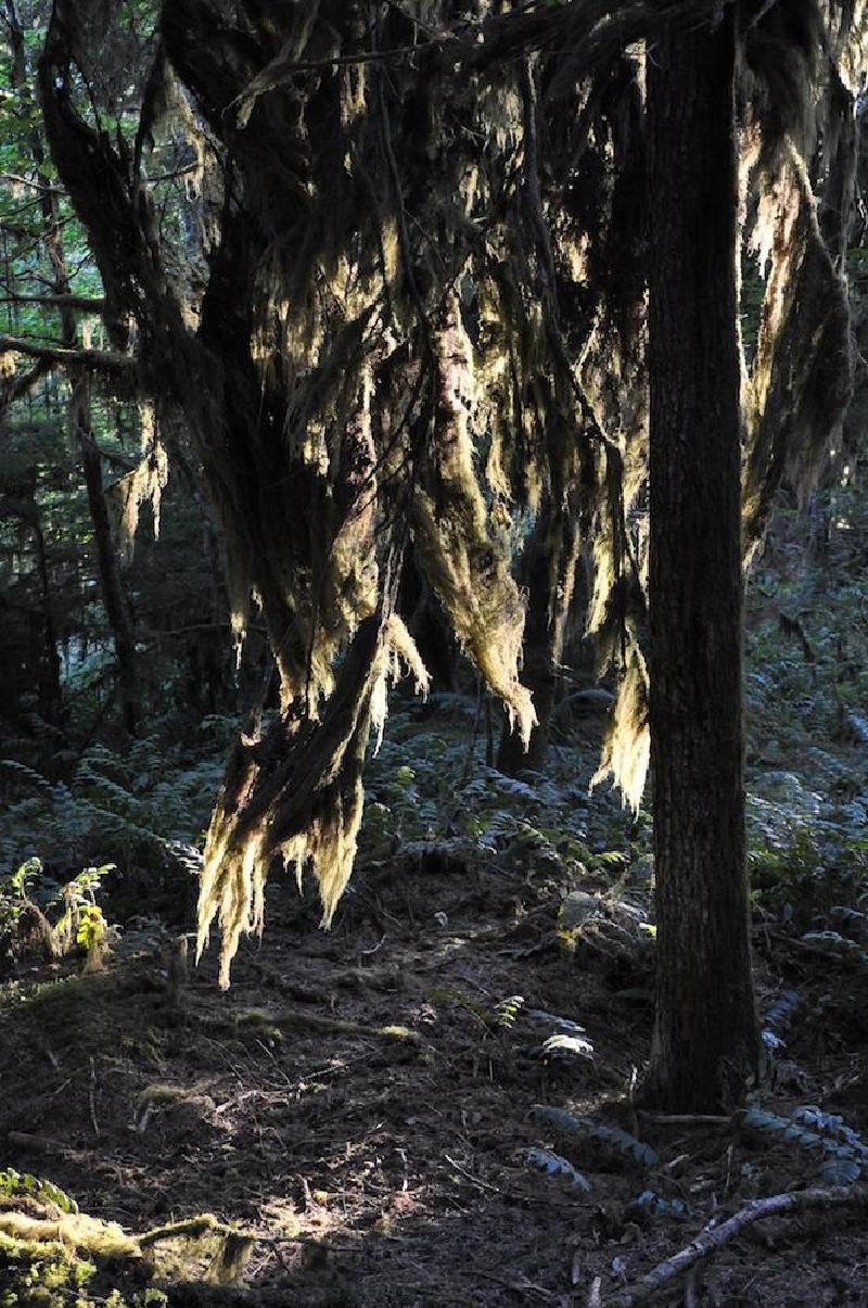 gallery/treeCamping_008.jpg