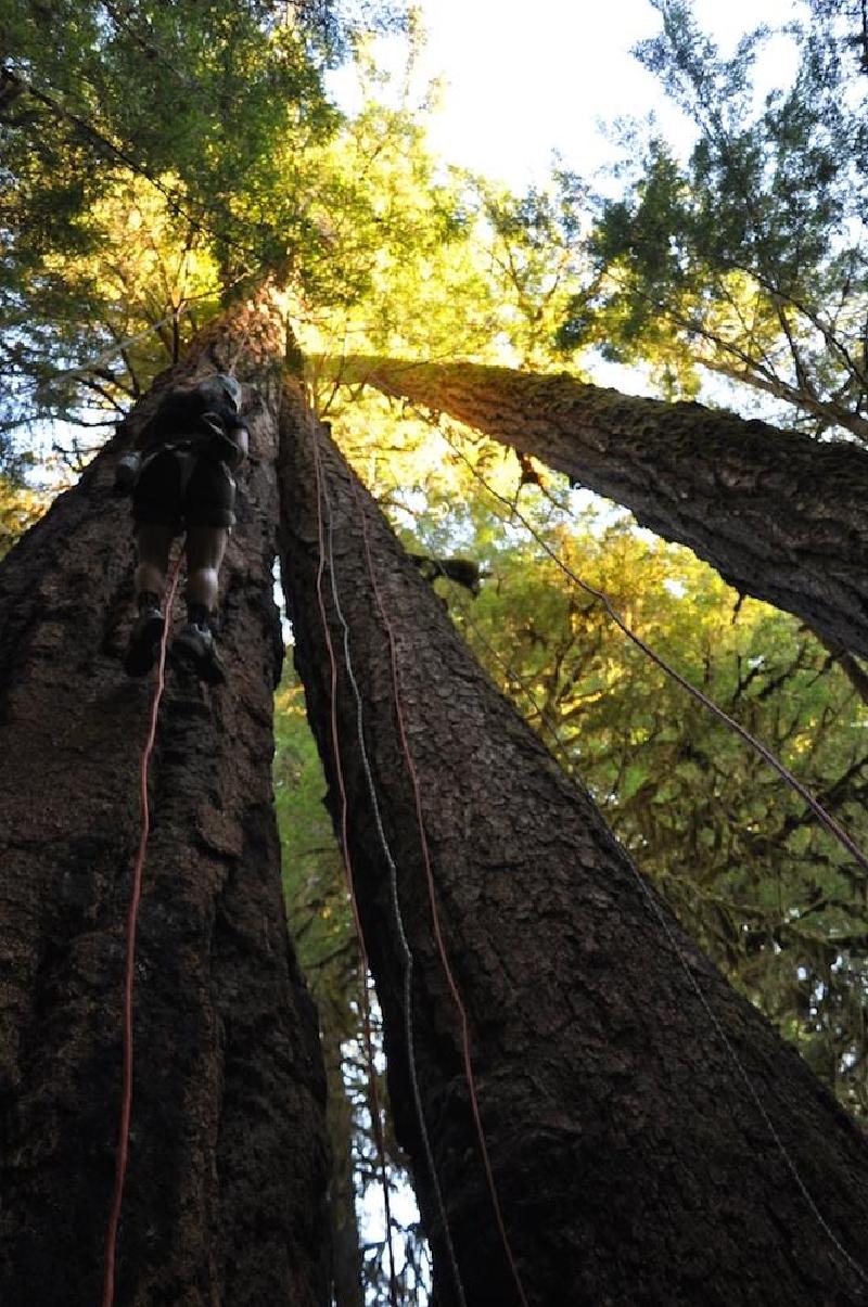 gallery/treeCamping_015.jpg