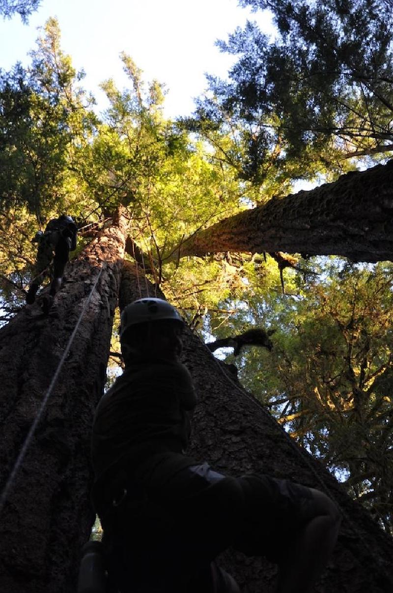 gallery/treeCamping_018.jpg