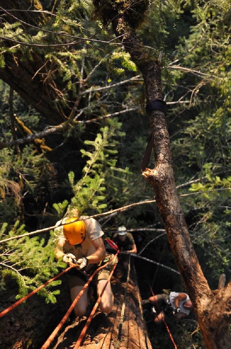 gallery/treeCamping_048.jpg