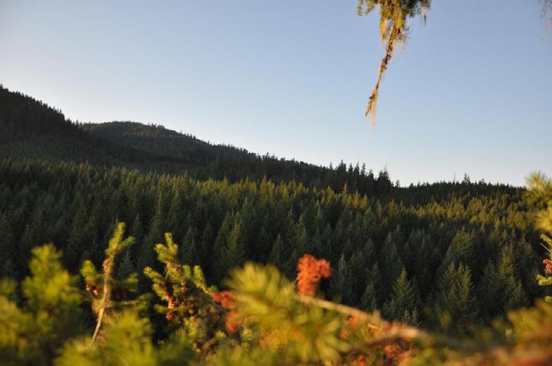 gallery/treeCamping_059.jpg