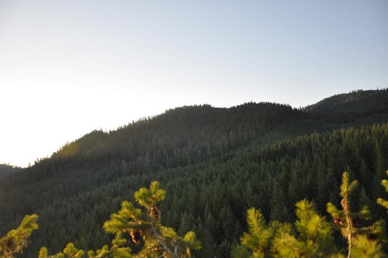 gallery/treeCamping_060.jpg