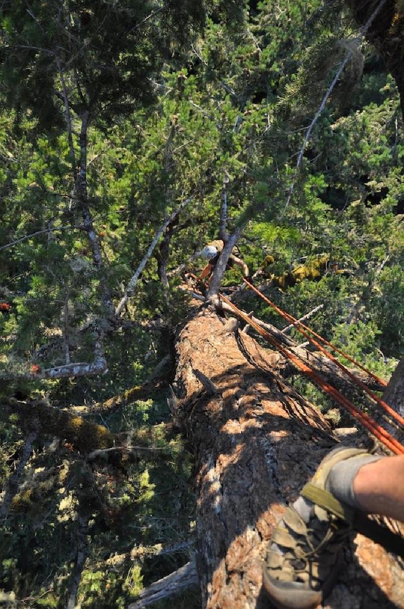 gallery/treeCamping_061.jpg