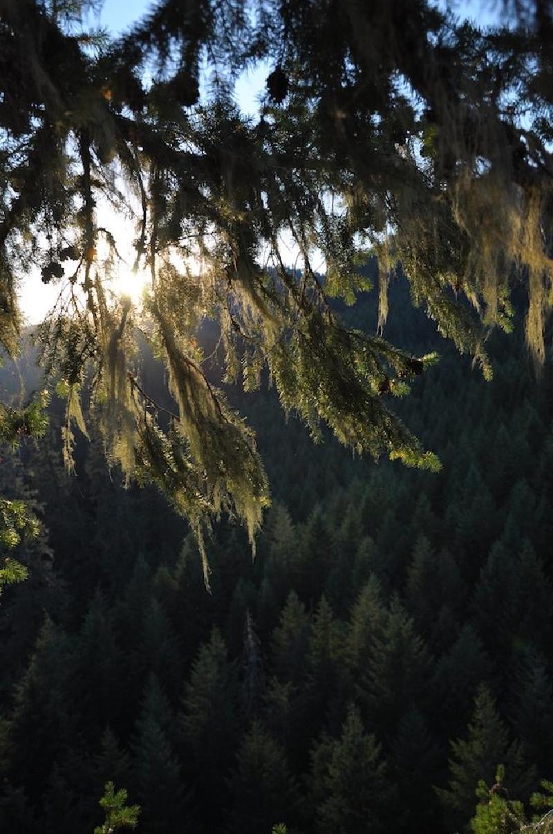 gallery/treeCamping_062.jpg