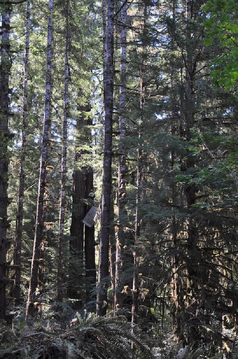gallery/treeCamping_143.jpg