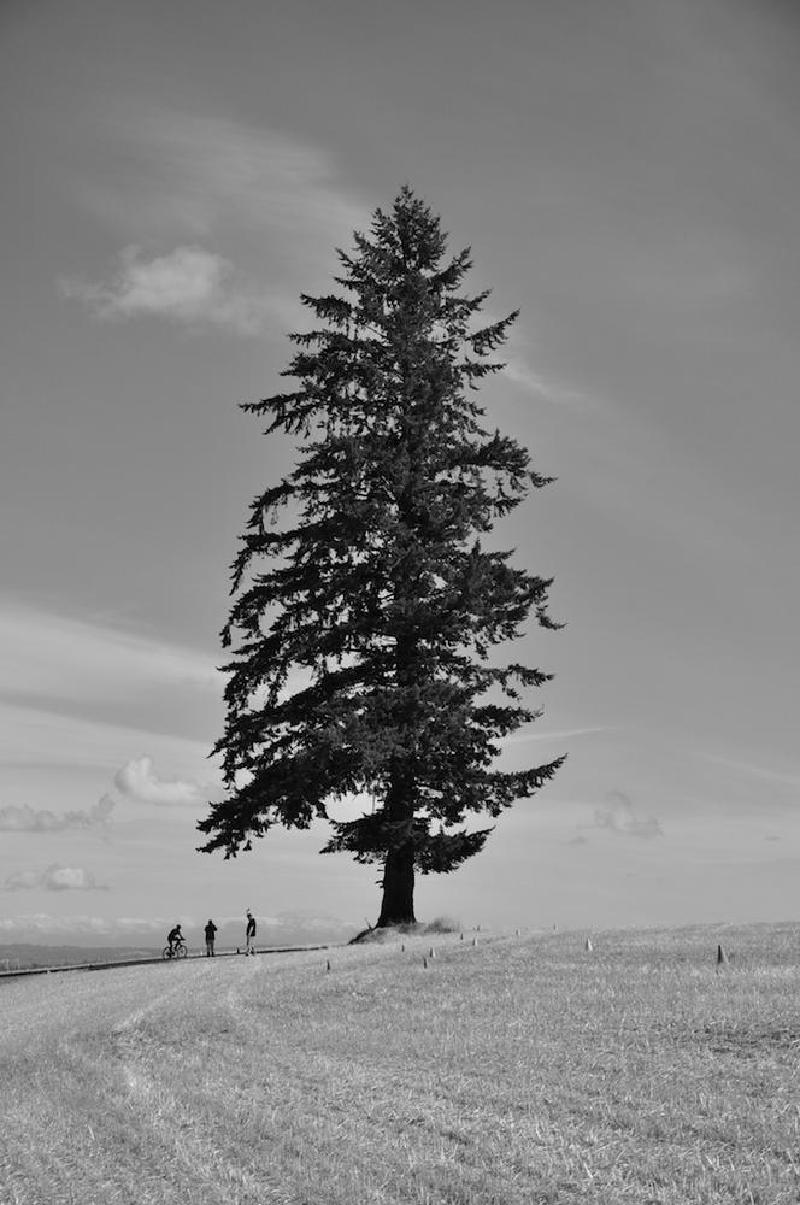 gallery/mtbPainPeak_061.jpg