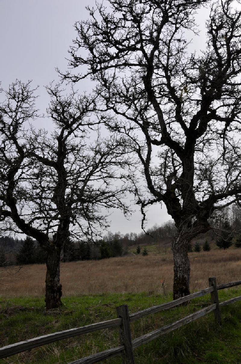 gallery/powellButte_05.jpg