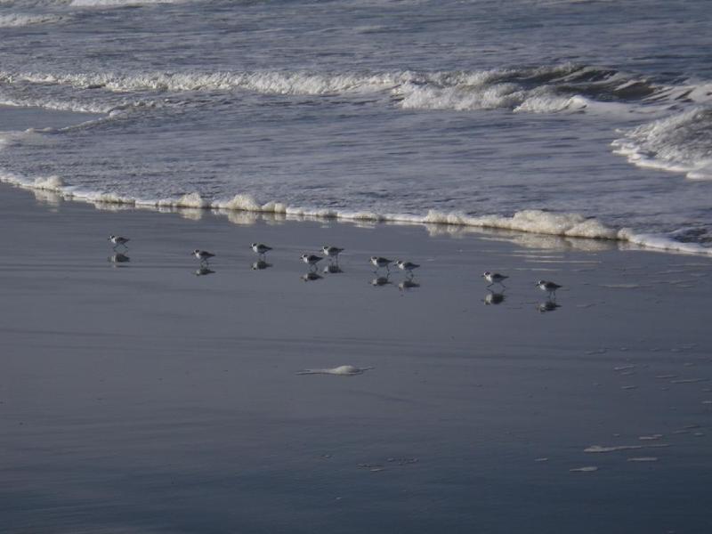 gallery/beachFeb_014.jpg