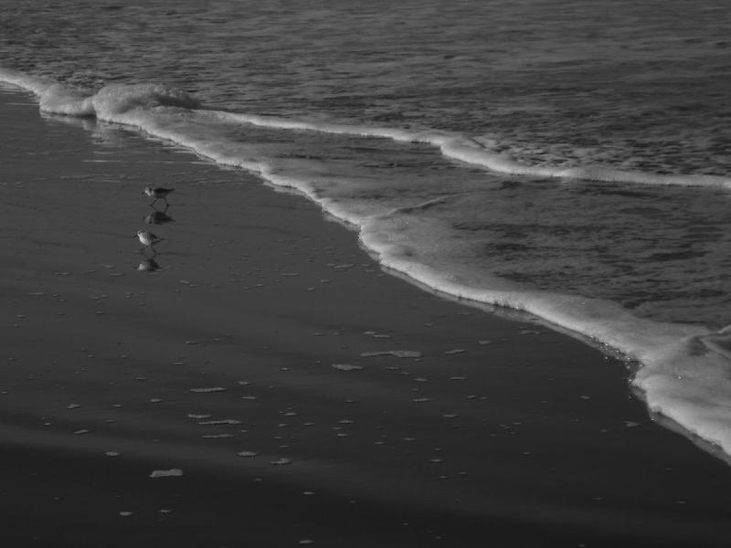 gallery/beachFeb_020.jpg