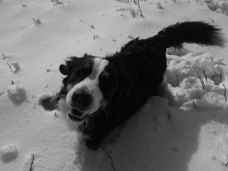 gallery/dogMountainFeb_013.jpg