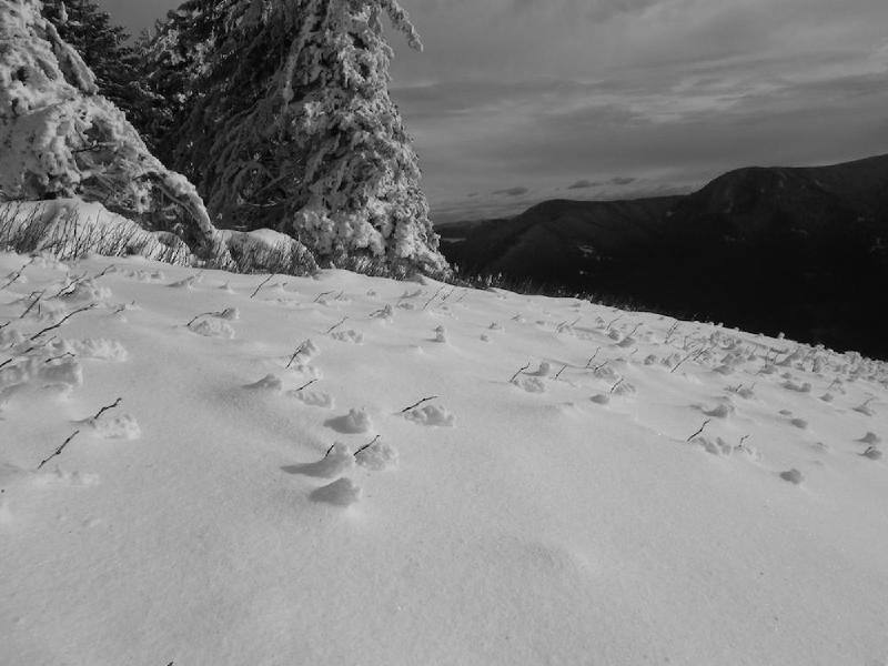 gallery/dogMountainFeb_017.jpg