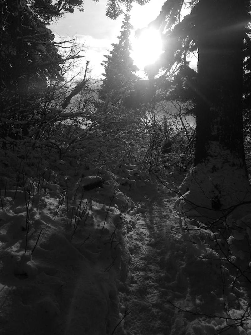 gallery/dogMountainFeb_018.jpg