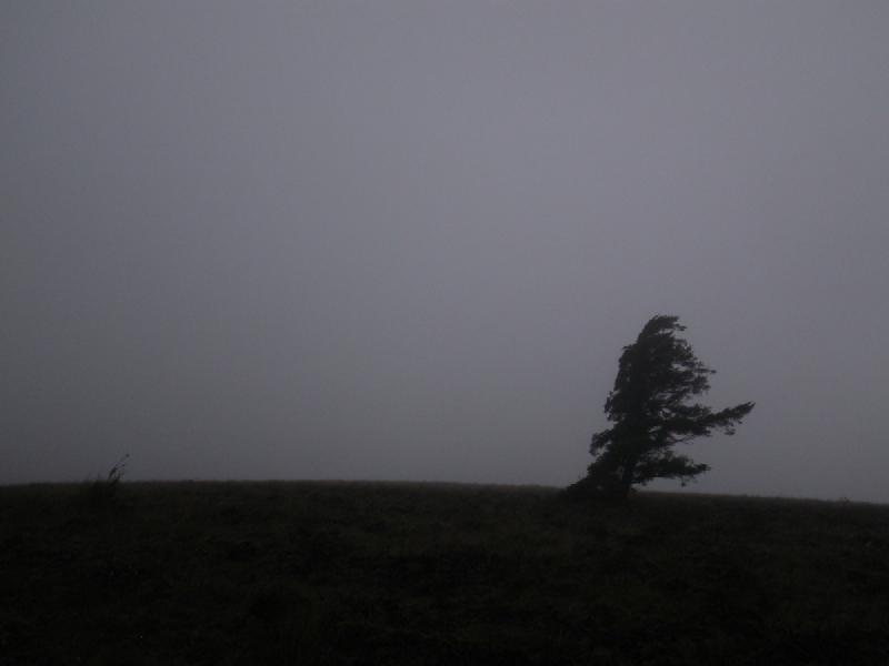 gallery/dogMountain_010.jpg