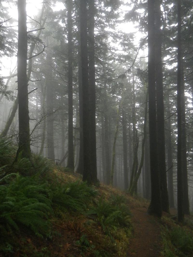 gallery/dogMountain_023.jpg