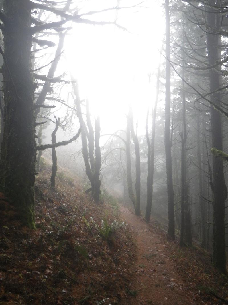 gallery/dogMountain_025.jpg