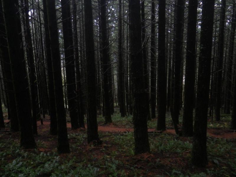 gallery/dogMountain_028.jpg