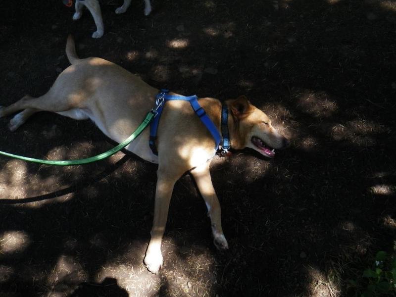 gallery/dogMountainJune_008.jpg