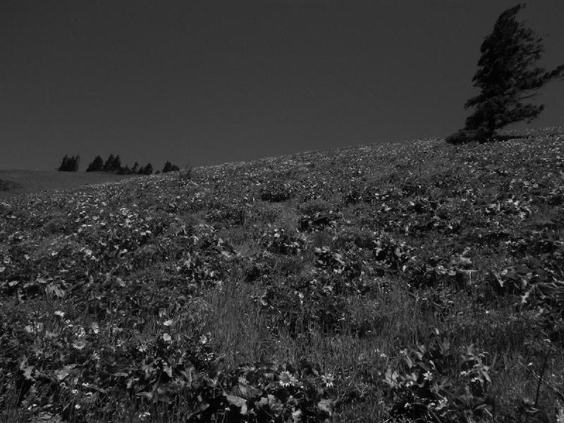 gallery/dogMountainJune_010.jpg