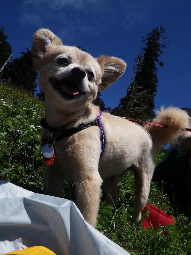 gallery/dogMountainJune_029.jpg