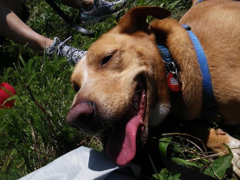 gallery/dogMountainJune_030.jpg