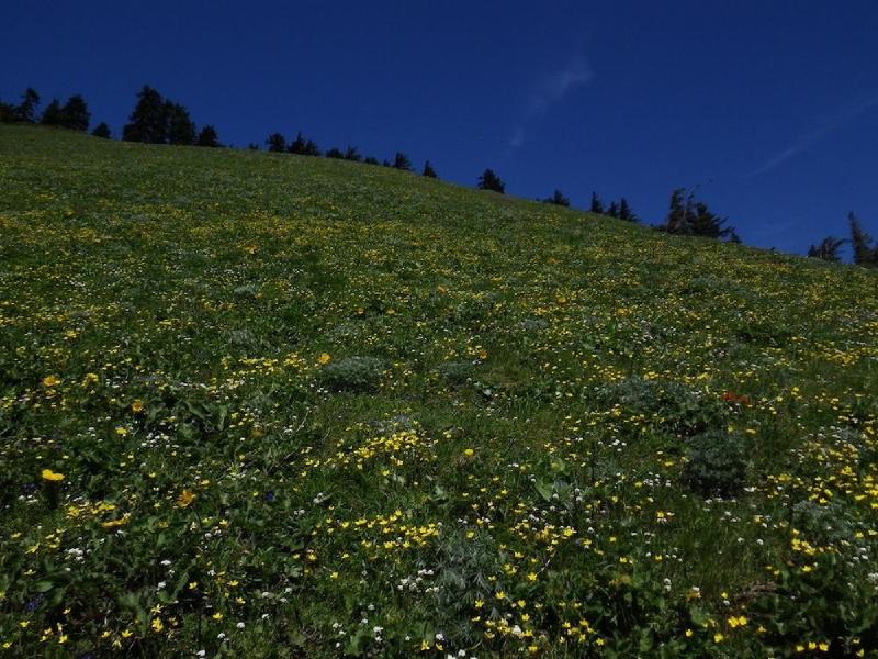 gallery/dogMountainJune_045.jpg