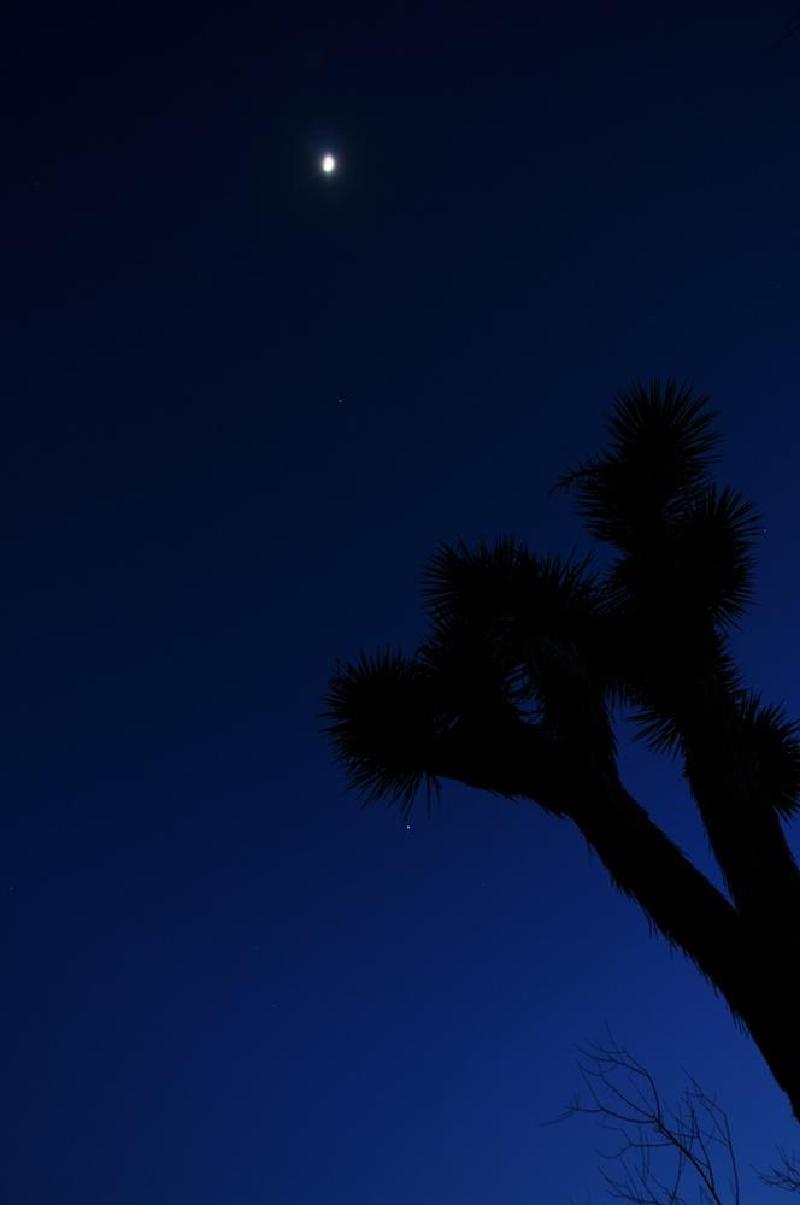 gallery/joshuaTreeNight_002.jpg